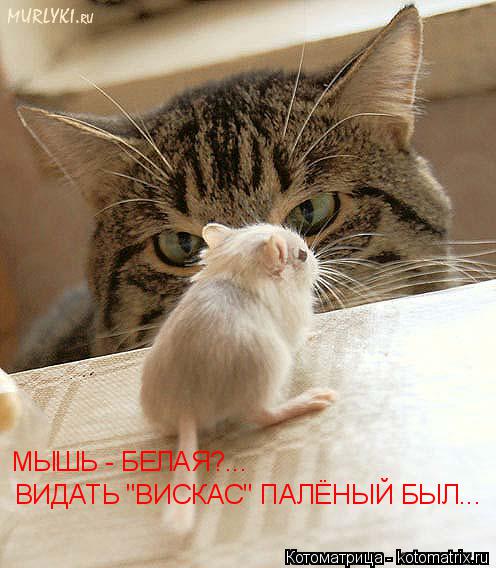 Котоматрица: МЫШЬ - БЕЛАЯ?... ВИДАТЬ "ВИСКАС" ПАЛЁНЫЙ БЫЛ...