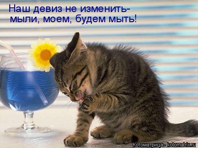 Наш девиз не изменить- мыли, моем, будем мыть мыли, моем, будем мыть!... Котоматрица: Наш девиз не изменить- мыли, моем, будем мыть мыли, моем, будем мыть!