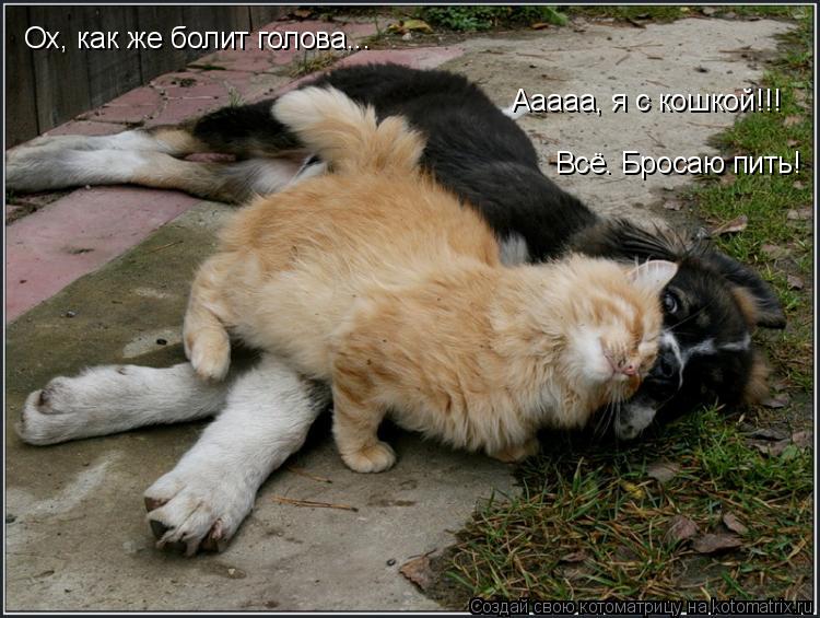 Котоматрица: Ох, как же болит голова... Ааааа, я с кошкой!!!  Всё. Бросаю пить!