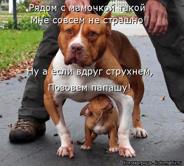 Рядом с мамочкой такой Мне совсем не страшно! Ну а если вдруг струхнем, Позовем папашу!... Котоматрица: Рядом с мамочкой такой Мне совсем не страшно! Ну а если вдруг струхнем, Позовем папашу!