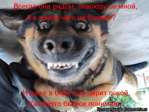 И даже в беде она дарит покой, Как будто бы все понимает. Всегда она рядом, повсюду со мной, А в жизн... Котоматрица: И даже в беде она дарит покой, Как будто бы все понимает. Всегда она рядом, повсюду со мной, А в жизни чего не бывает?