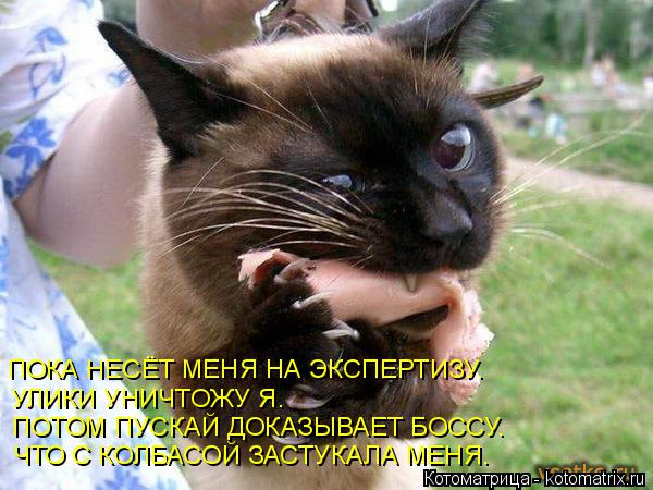 Котоматрица: ПОКА НЕСЁТ МЕНЯ НА ЭКСПЕРТИЗУ. УЛИКИ УНИЧТОЖУ Я. ПОТОМ ПУСКАЙ ДОКАЗЫВАЕТ БОССУ. ЧТО С КОЛБАСОЙ ЗАСТУКАЛА МЕНЯ.