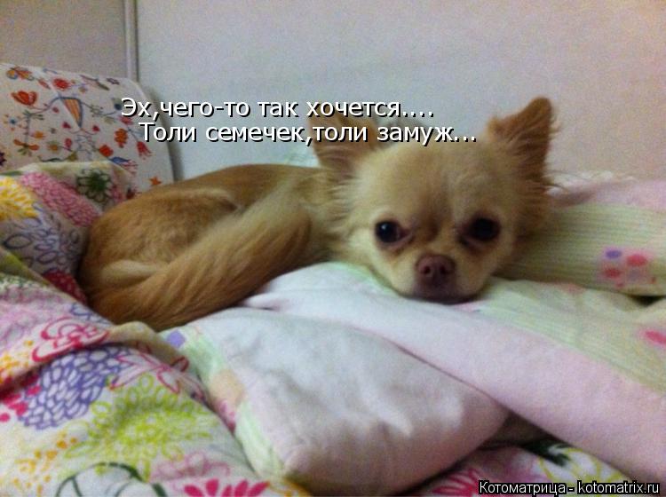 Эх,чего-то так хочется.... Толи семечек,толи замуж...... Котоматрица: Эх,чего-то так хочется.... Толи семечек,толи замуж...