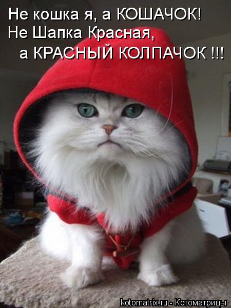 Не кошка я, а КОШАЧОК! Не Шапка Красная, а КРАСНЫЙ КОЛПАЧОК !!!... Котоматрица: Не кошка я, а КОШАЧОК! Не Шапка Красная, а КРАСНЫЙ КОЛПАЧОК !!!