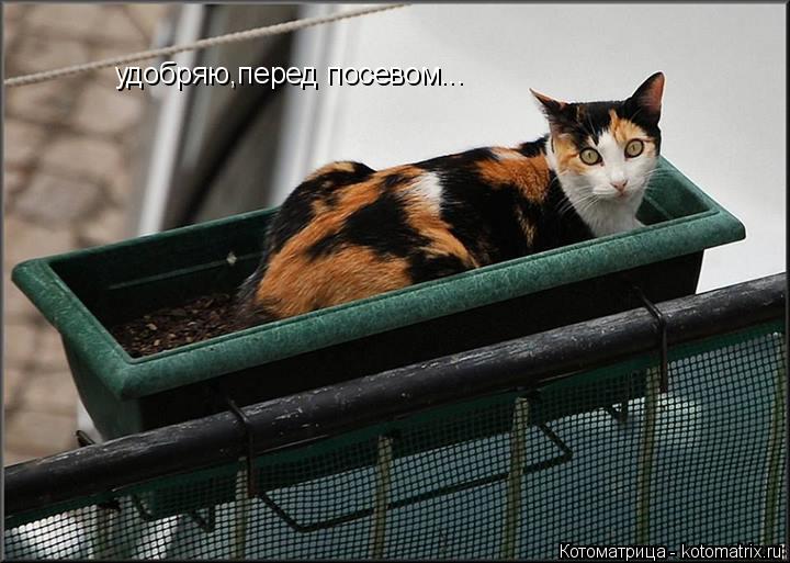 удобряю,перед посевом...... Котоматрица: удобряю,перед посевом...