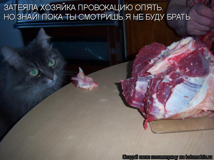 Котоматрица: ЗАТЕЯЛА ХОЗЯЙКА ПРОВОКАЦИЮ ОПЯТЬ. НО ЗНАЙ! ПОКА ТЫ СМОТРИШЬ.Я НЕ БУДУ БРАТЬ.