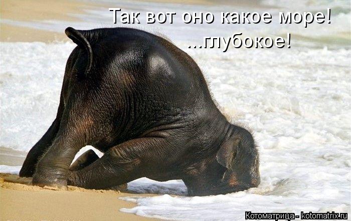 Так вот оно какое море! ...глубокое!... Котоматрица: Так вот оно какое море! ...глубокое!