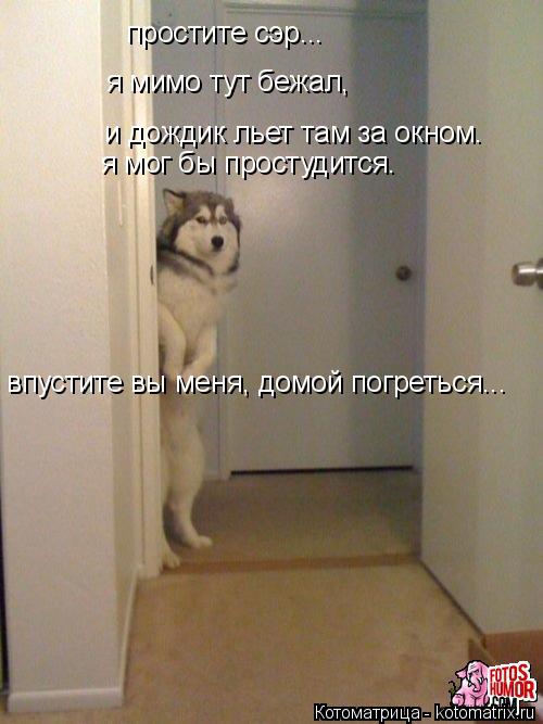 простите сэр... я мимо тут бежал, и дождик льет там за окном. я мог бы простудится. впустите вы меня... Котоматрица: простите сэр... я мимо тут бежал, и дождик льет там за окном. я мог бы простудится. впустите вы меня, домой погреться...