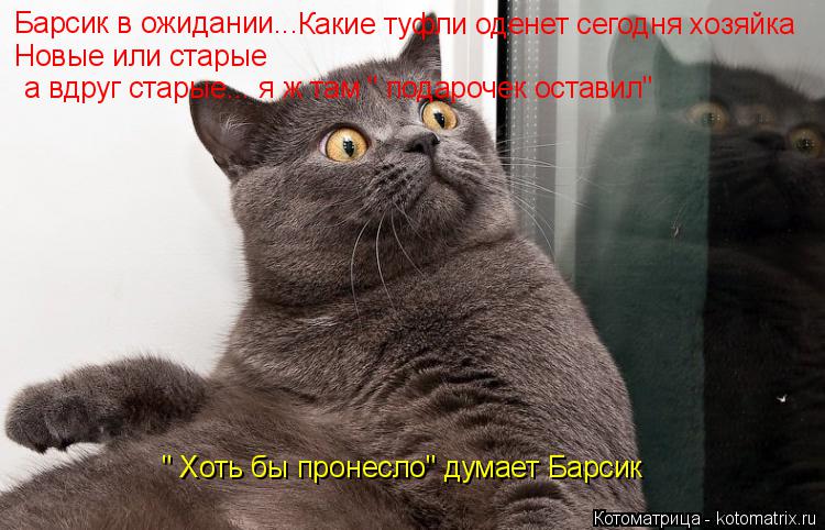 Барсик в ожидании... Какие туфли оденет сегодня хозяйка Новые или старые а вдруг старые... я ж там "... Котоматрица: Барсик в ожидании... Какие туфли оденет сегодня хозяйка Новые или старые а вдруг старые... я ж там " подарочек оставил" " Хоть бы пронесло" дума