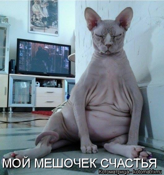 Котоматрица: МОЙ МЕШОЧЕК СЧАСТЬЯ