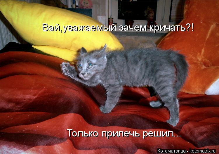 Вай,уважаемый зачем кричать?! Только прилечь решил...... Котоматрица: Вай,уважаемый зачем кричать?! Только прилечь решил...