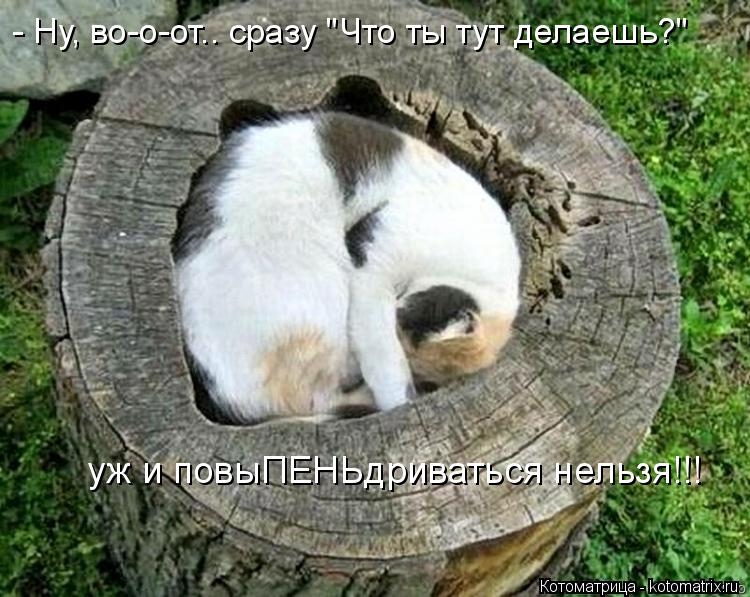Котоматрица: - Ну, во-о-от.. сразу "Что ты тут делаешь?" уж и повыПЕНЬдриваться нельзя!!!