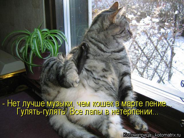 - Нет лучше музыки, чем кошек в марте пение... Гулять-гулять! Все лапы в нетерпении...... Котоматрица: - Нет лучше музыки, чем кошек в марте пение... Гулять-гулять! Все лапы в нетерпении...