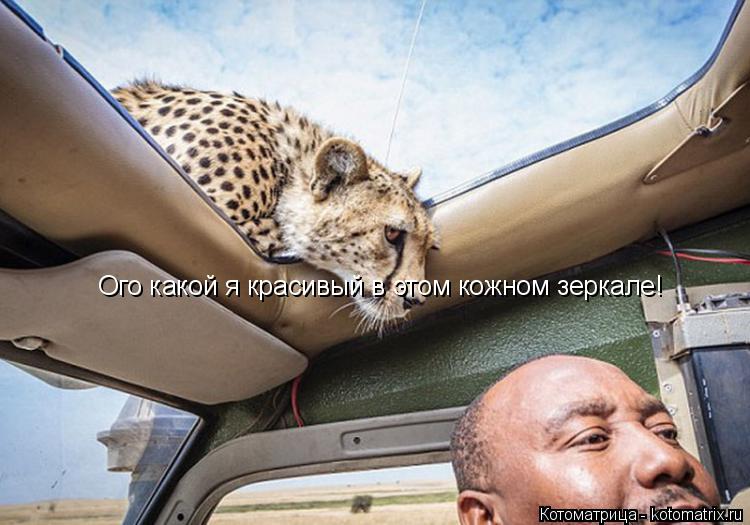 Ого какой я красивый в этом кожном зеркале!... Котоматрица: Ого какой я красивый в этом кожном зеркале!
