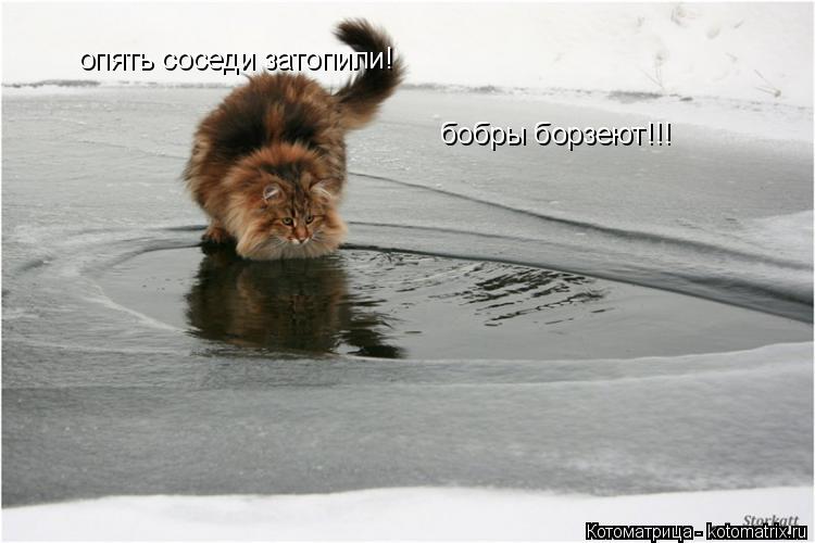 опять соседи затопили! бобры борзеют!!!... Котоматрица: опять соседи затопили! бобры борзеют!!!