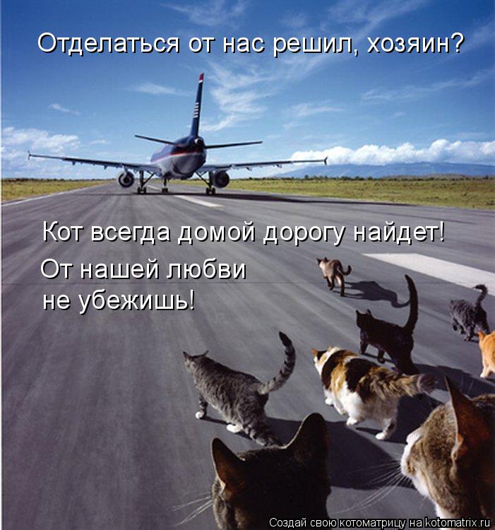 Котоматрица: Отделаться от нас решил, хозяин? Кот всегда домой дорогу найдет! От нашей любви  не убежишь!