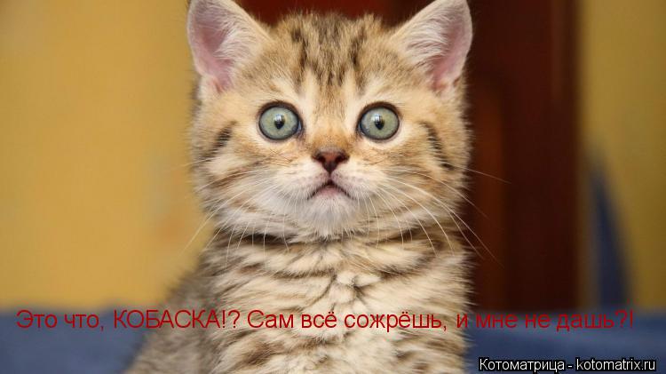 Котоматрица: Это что, КОБАСКА!? Сам всё сожрёшь, и мне не дашь?!