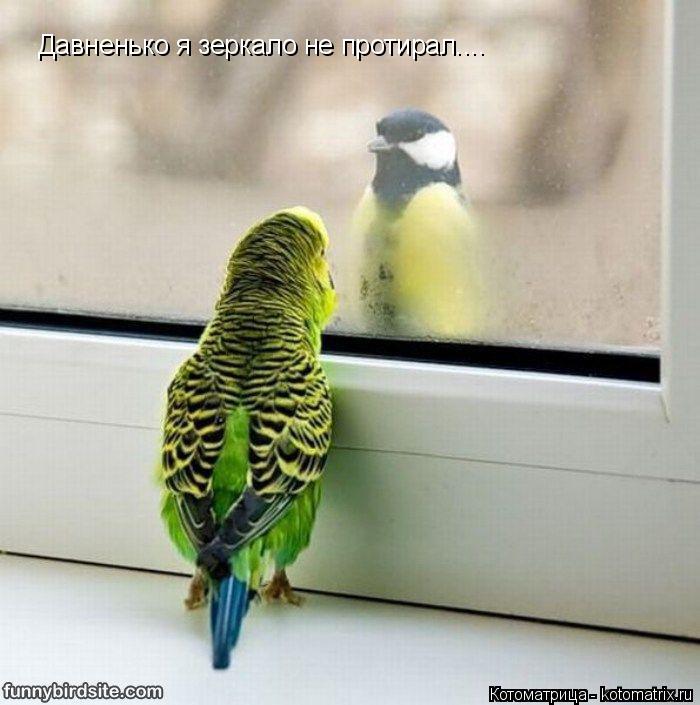 Давненько я зеркало не протирал....... Котоматрица: Давненько я зеркало не протирал....