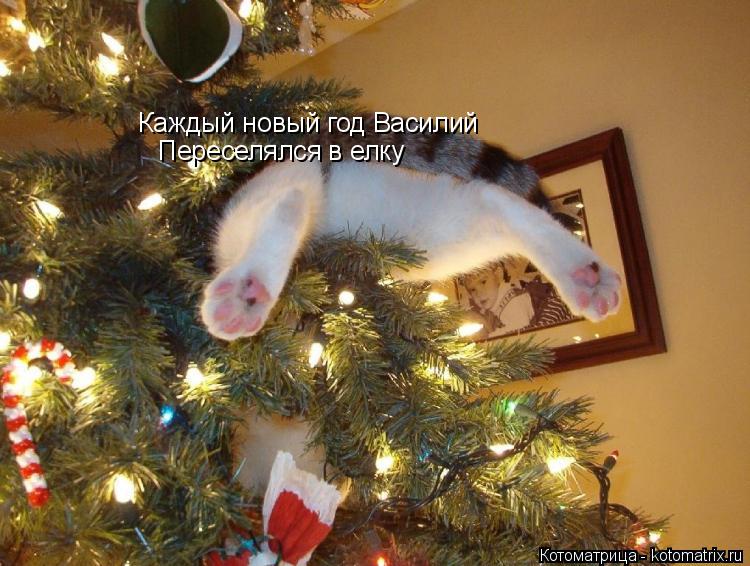 Котоматрица: Каждый новый год Василий Переселялся в елку