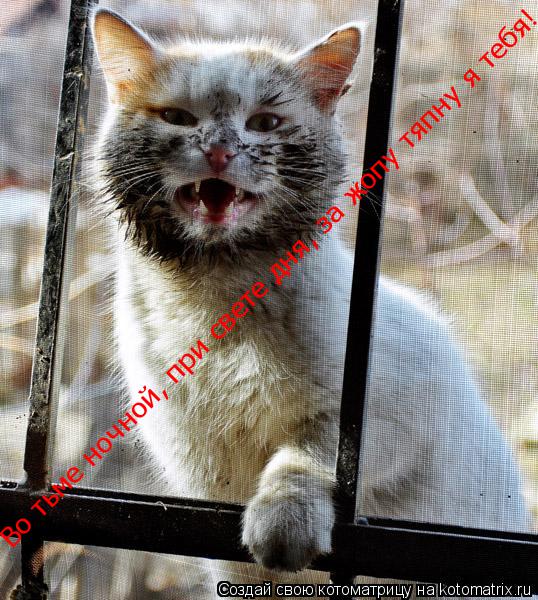Котоматрица: Во тьме ночной, при свете дня, за жопу тяпну я тебя!