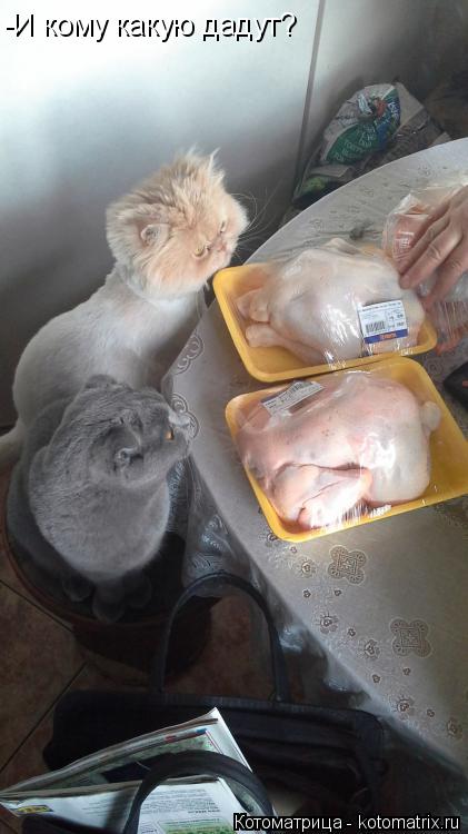 -И кому какую дадут?... Котоматрица: -И кому какую дадут?