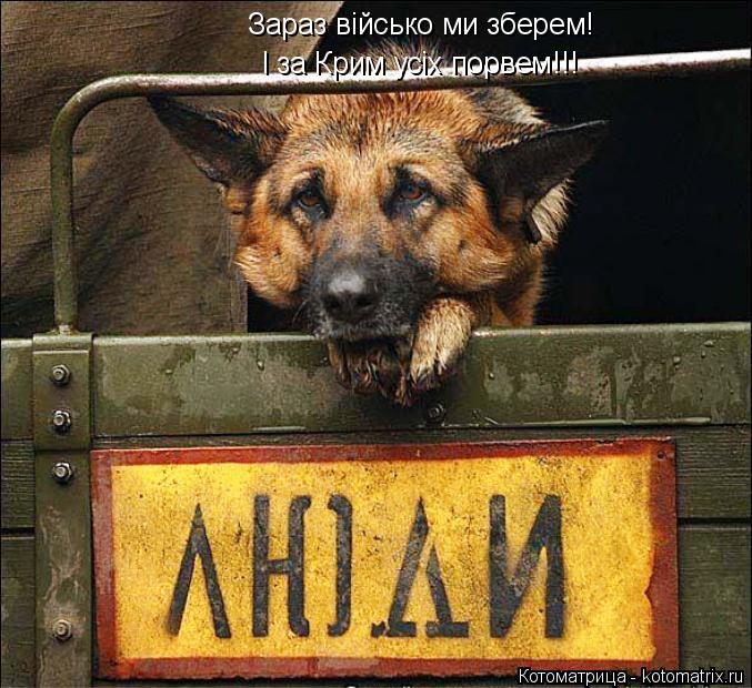 Зараз військо ми зберем! І за Крим усіх порвем!!!... Котоматрица: Зараз військо ми зберем! І за Крим усіх порвем!!!