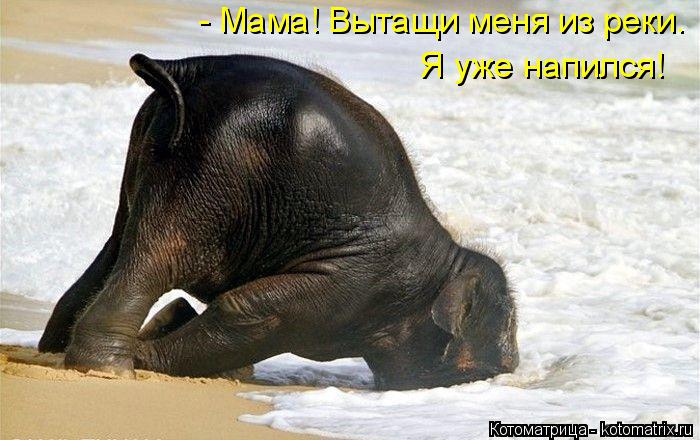 - Мама! Вытащи меня из реки. Я уже напился!... Котоматрица: - Мама! Вытащи меня из реки. Я уже напился!