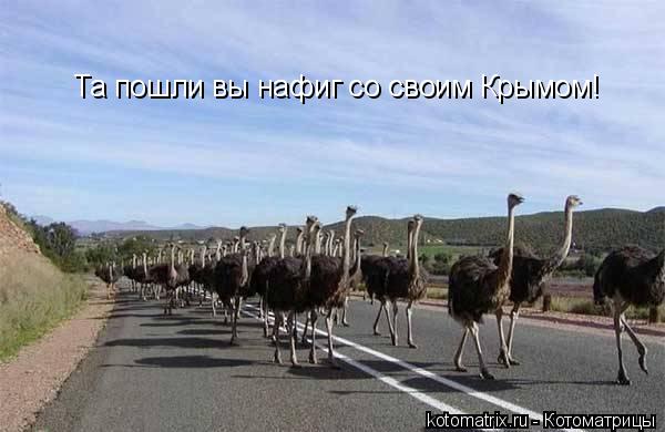 Та пошли вы нафиг со своим Крымом!... Котоматрица: Та пошли вы нафиг со своим Крымом!