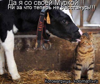 Котоматрица: Да я со своей Муркой!!! Ни за что теперь не расстанусь!!!