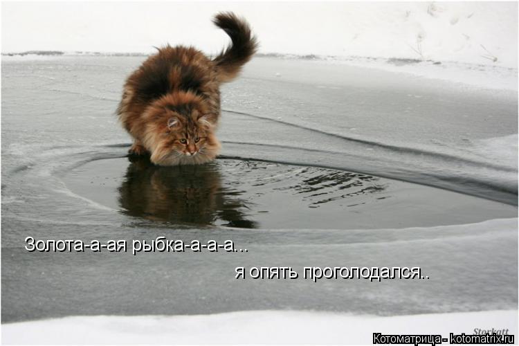 Золота-а-ая рыбка-а-а-а... я опять проголодался..... Котоматрица: Золота-а-ая рыбка-а-а-а... я опять проголодался..