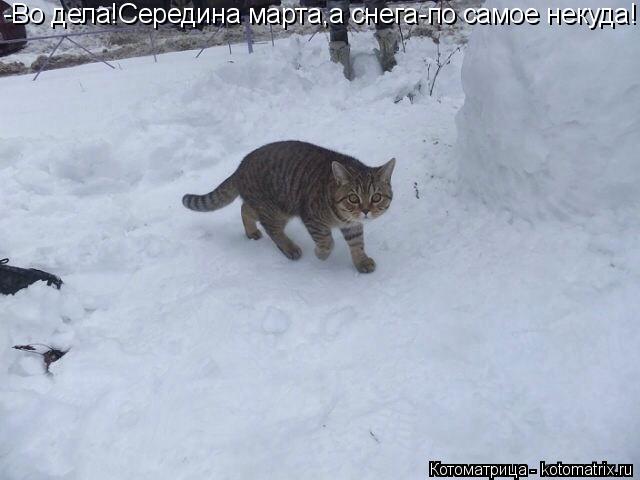 -Во дела!Середина марта,а снега-по самое некуда!... Котоматрица: -Во дела!Середина марта,а снега-по самое некуда!