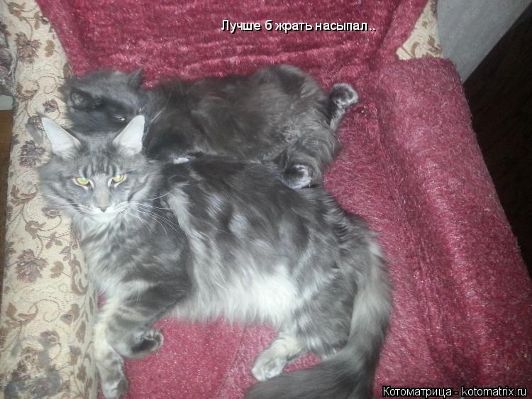 Лучше б жрать насыпал..... Котоматрица: Лучше б жрать насыпал..