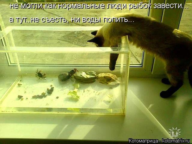 не могли,как нормальные люди рыбок завести... а тут..не съесть, ни воды попить...... Котоматрица: не могли,как нормальные люди рыбок завести... а тут..не съесть, ни воды попить...