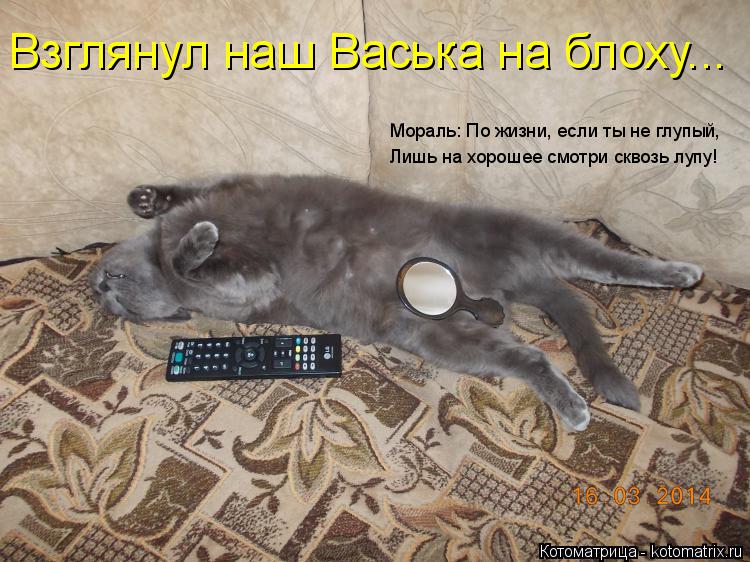 Котоматрица: Взглянул наш Васька на блоху... Мораль: По жизни, если ты не глупый, Лишь на хорошее смотри сквозь лупу!