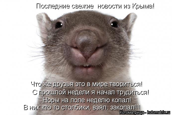Котоматрица: Последние свежие  новости из Крыма! Что же друзья это в мире твориться! С прошлой недели я начал трудиться! Норы на поле неделю копал! В них к