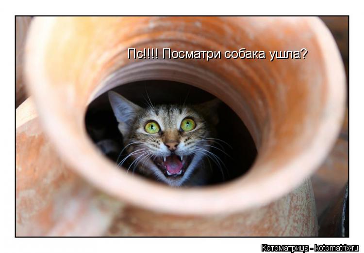 Пс!!!! Посматри собака ушла?... Котоматрица: Пс!!!! Посматри собака ушла?