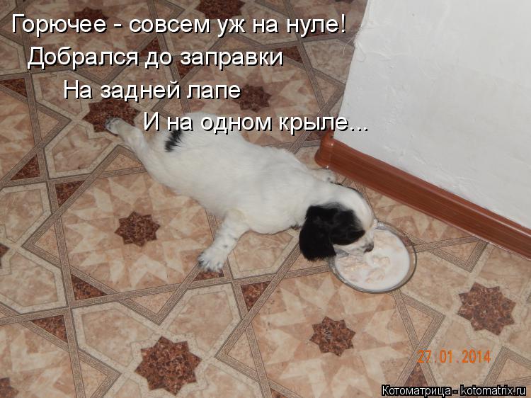 Горючее - совсем уж на нуле! Добрался до заправки На задней лапе И на одном крыле...... Котоматрица: Горючее - совсем уж на нуле! Добрался до заправки На задней лапе И на одном крыле...