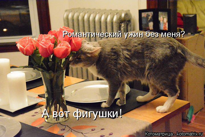 Котоматрица: Романтический ужин без меня? А вот фигушки!