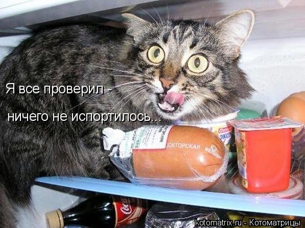 Котоматрица: ничего не испортилось... Я все проверил -