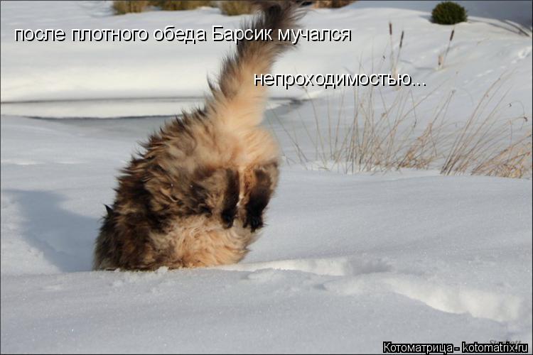 после плотного обеда Барсик мучался непроходимостью...... Котоматрица: после плотного обеда Барсик мучался непроходимостью...