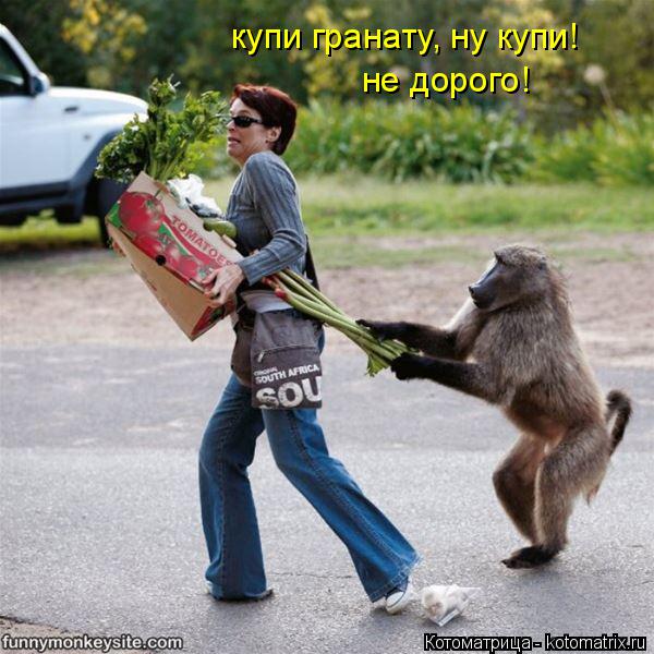 купи гранату, ну купи! не дорого!... Котоматрица: купи гранату, ну купи! не дорого!