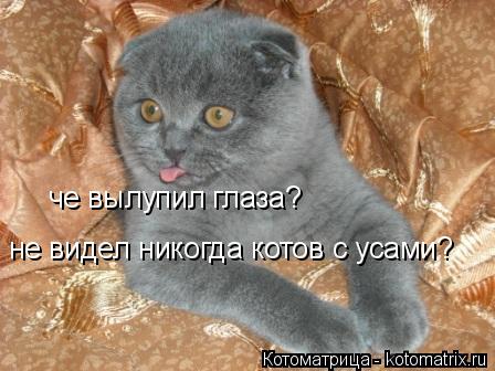 че вылупил глаза? не видел никогда котов с усами?... Котоматрица: че вылупил глаза? не видел никогда котов с усами?