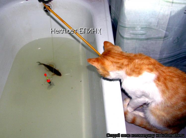 Неклюёт БЛИН:(... Котоматрица: Неклюёт БЛИН:(