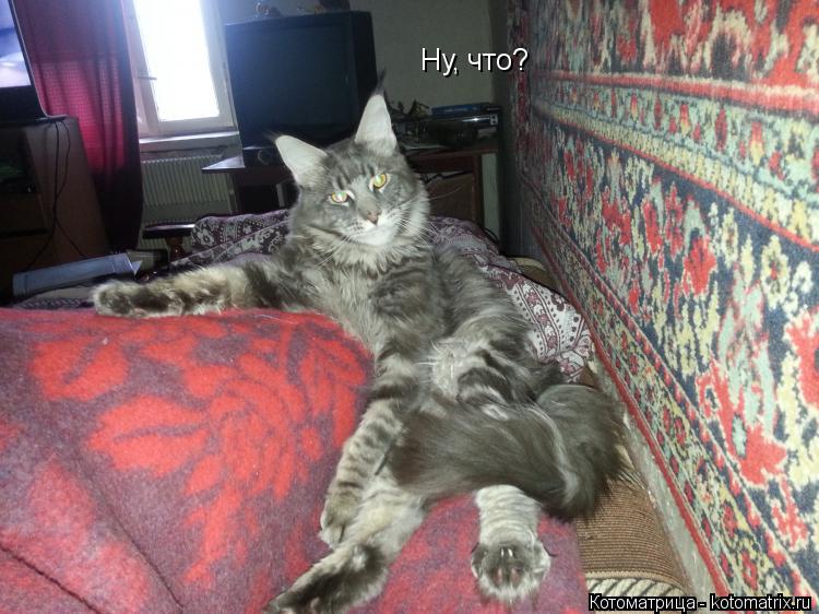 Ну, что?... Котоматрица: Ну, что?