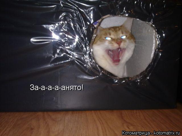 За-а-а-а-анято!... Котоматрица: За-а-а-а-анято!