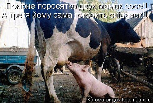 Покірне поросятко двух мамок сосе!! А третя йому сама готовить сніданок!!!... Котоматрица: Покірне поросятко двух мамок сосе!! А третя йому сама готовить сніданок!!!
