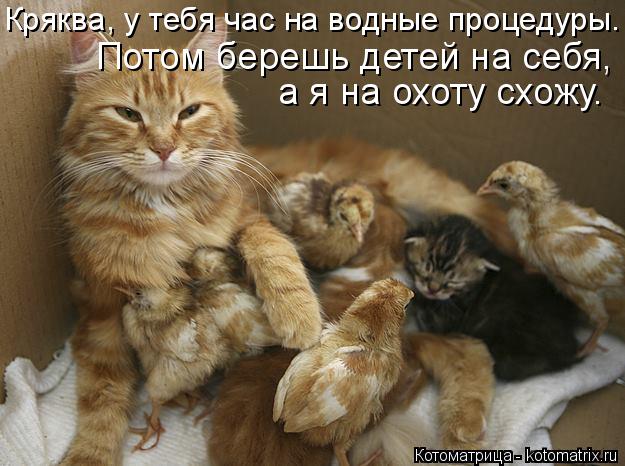 Потом берешь детей на себя, а я на охоту схожу. Кряква, у тебя час на водные процедуры.... Котоматрица: Потом берешь детей на себя, а я на охоту схожу. Кряква, у тебя час на водные процедуры.