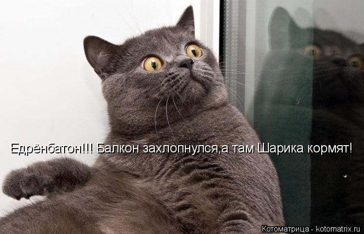 Едрёнбатон!!! Балкон захлопнулся,а там Шарика кормят!... Котоматрица: Едрёнбатон!!! Балкон захлопнулся,а там Шарика кормят!