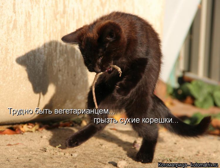 Трудно быть вегетарианцем... грызть сухие корешки...... Котоматрица: Трудно быть вегетарианцем... грызть сухие корешки...