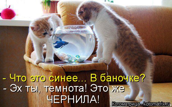 - Что это синее... В баночке? - Эх ты, темнота! Это же ЧЕРНИЛА!... Котоматрица: - Что это синее... В баночке? - Эх ты, темнота! Это же ЧЕРНИЛА!